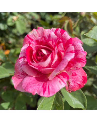 Троянда чайно-гібридна Бест Імпрешн | Hybrid tea rose Best Impression | Роза чайно-гибридная Бест Импрешн