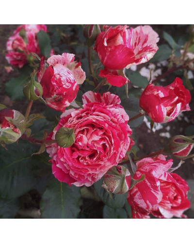 Троянда чайно-гібридна Бест Імпрешн | Hybrid tea rose Best Impression | Роза чайно-гибридная Бест Импрешн