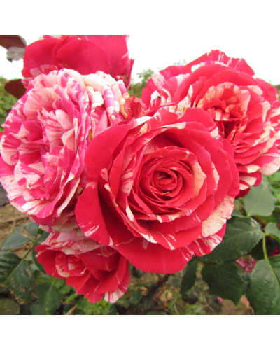Троянда чайно-гібридна Бест Імпрешн | Hybrid tea rose Best Impression | Роза чайно-гибридная Бест Импрешн
