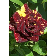 Троянда чайно-гібридна Абракадабра | Hybrid tea rose Abracadabra | Роза чайно-гибридная Абракадабра