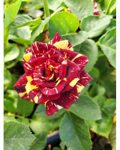 Троянда чайно-гібридна Абракадабра | Hybrid tea rose Abracadabra | Роза чайно-гибридная Абракадабра