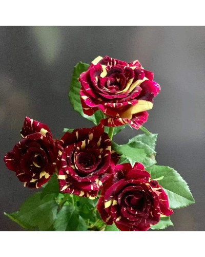 Троянда чайно-гібридна Абракадабра | Hybrid tea rose Abracadabra | Роза чайно-гибридная Абракадабра