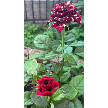 Троянда чайно-гібридна Абракадабра | Hybrid tea rose Abracadabra | Роза чайно-гибридная Абракадабра