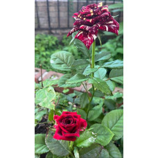 Троянда чайно-гібридна Абракадабра | Hybrid tea rose Abracadabra | Роза чайно-гибридная Абракадабра