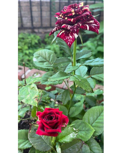 Троянда чайно-гібридна Абракадабра | Hybrid tea rose Abracadabra | Роза чайно-гибридная Абракадабра