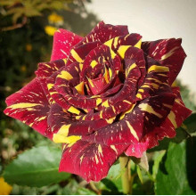 Троянда чайно-гібридна Абракадабра | Hybrid tea rose Abracadabra | Роза чайно-гибридная Абракадабра