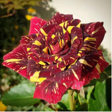 Троянда чайно-гібридна Абракадабра | Hybrid tea rose Abracadabra | Роза чайно-гибридная Абракадабра