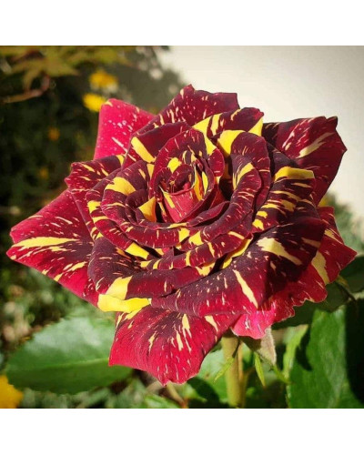 Троянда чайно-гібридна Абракадабра | Hybrid tea rose Abracadabra | Роза чайно-гибридная Абракадабра