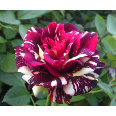 Троянда чайно-гібридна Абракадабра | Hybrid tea rose Abracadabra | Роза чайно-гибридная Абракадабра