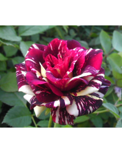Троянда чайно-гібридна Абракадабра | Hybrid tea rose Abracadabra | Роза чайно-гибридная Абракадабра