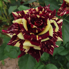 Троянда чайно-гібридна Абракадабра | Hybrid tea rose Abracadabra | Роза чайно-гибридная Абракадабра