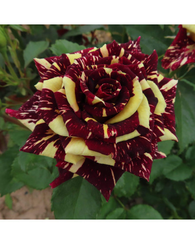 Троянда чайно-гібридна Абракадабра | Hybrid tea rose Abracadabra | Роза чайно-гибридная Абракадабра