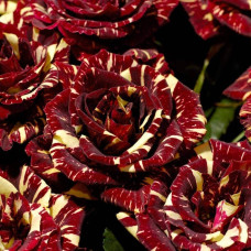 Троянда чайно-гібридна Абракадабра | Hybrid tea rose Abracadabra | Роза чайно-гибридная Абракадабра