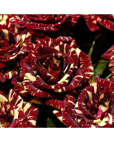 Троянда чайно-гібридна Абракадабра | Hybrid tea rose Abracadabra | Роза чайно-гибридная Абракадабра