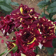 Троянда чайно-гібридна Абракадабра | Hybrid tea rose Abracadabra | Роза чайно-гибридная Абракадабра