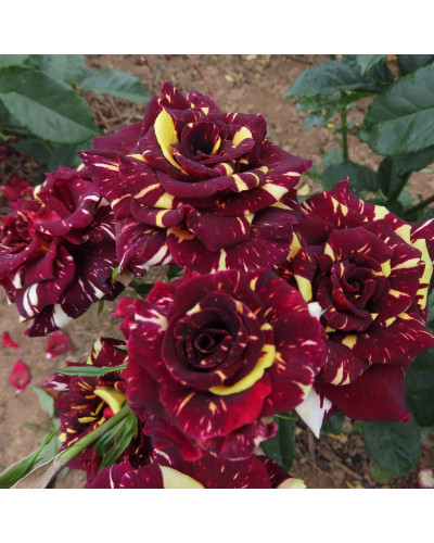 Троянда чайно-гібридна Абракадабра | Hybrid tea rose Abracadabra | Роза чайно-гибридная Абракадабра
