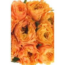 Троянда чайно-гібридна Каралуна | Hybrid tea rose Caraluna | Роза чайно-гибридная Каралуна