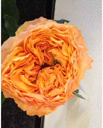 Троянда чайно-гібридна Каралуна | Hybrid tea rose Caraluna | Роза чайно-гибридная Каралуна
