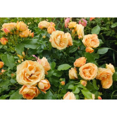 Троянда чайно-гібридна Каралуна | Hybrid tea rose Caraluna | Роза чайно-гибридная Каралуна
