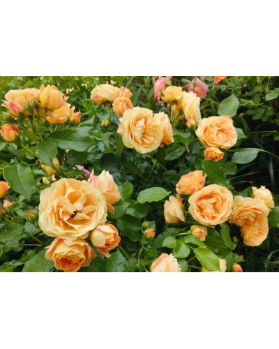 Троянда чайно-гібридна Каралуна | Hybrid tea rose Caraluna | Роза чайно-гибридная Каралуна