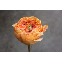 Троянда чайно-гібридна Каралуна | Hybrid tea rose Caraluna | Роза чайно-гибридная Каралуна