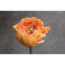 Троянда чайно-гібридна Каралуна | Hybrid tea rose Caraluna | Роза чайно-гибридная Каралуна