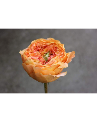 Троянда чайно-гібридна Каралуна | Hybrid tea rose Caraluna | Роза чайно-гибридная Каралуна
