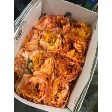 Троянда чайно-гібридна Каралуна | Hybrid tea rose Caraluna | Роза чайно-гибридная Каралуна