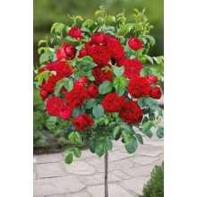Троянда флорібунда Торнадо на штамбі (червона) | Rose floribunda Tornado on shtamb (red) | Роза флорибунда Торнадо на штамбе (красная)