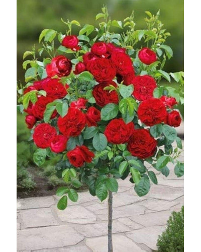 Троянда флорібунда Торнадо на штамбі (червона) | Rose floribunda Tornado on shtamb (red) | Роза флорибунда Торнадо на штамбе (красная)