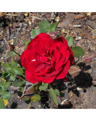Троянда флорібунда Торнадо на штамбі (червона) | Rose floribunda Tornado on shtamb (red) | Роза флорибунда Торнадо на штамбе (красная)