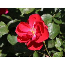 Троянда флорібунда Торнадо на штамбі (червона) | Rose floribunda Tornado on shtamb (red) | Роза флорибунда Торнадо на штамбе (красная)