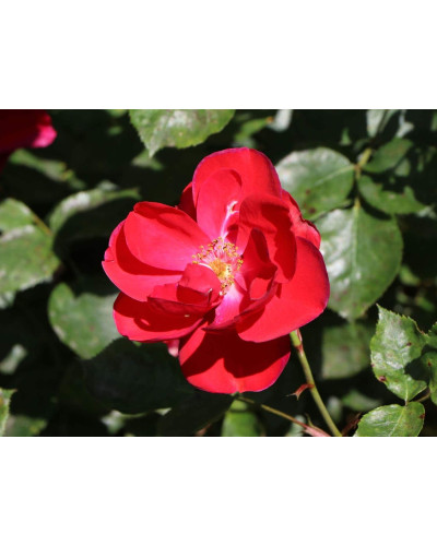 Троянда флорібунда Торнадо на штамбі (червона) | Rose floribunda Tornado on shtamb (red) | Роза флорибунда Торнадо на штамбе (красная)