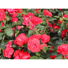 Троянда флорібунда Торнадо на штамбі (червона) | Rose floribunda Tornado on shtamb (red) | Роза флорибунда Торнадо на штамбе (красная)