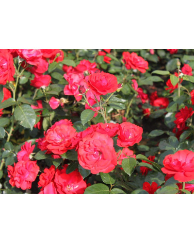 Троянда флорібунда Торнадо на штамбі (червона) | Rose floribunda Tornado on shtamb (red) | Роза флорибунда Торнадо на штамбе (красная)