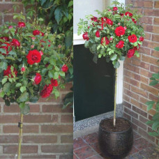 Троянда флорібунда Торнадо на штамбі (червона) | Rose floribunda Tornado on shtamb (red) | Роза флорибунда Торнадо на штамбе (красная)
