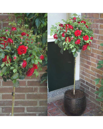 Троянда флорібунда Торнадо на штамбі (червона) | Rose floribunda Tornado on shtamb (red) | Роза флорибунда Торнадо на штамбе (красная)
