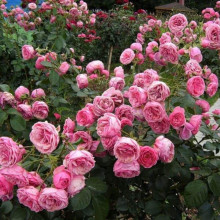 Троянда флорібунда Помпонелла | Rose floribunda Pomponella | Роза флорибунда Помпонелла