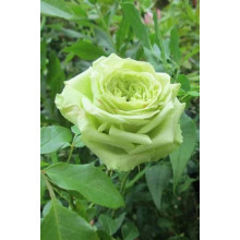 Троянда флорібунда Грін Фешн | Rose floribunda Green Fashion | Роза флорибунда Грин Фешн