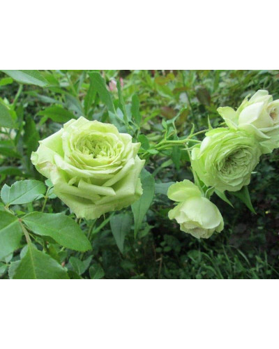 Троянда флорібунда Грін Фешн | Rose floribunda Green Fashion | Роза флорибунда Грин Фешн