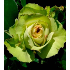 Троянда флорібунда Грін Фешн | Rose floribunda Green Fashion | Роза флорибунда Грин Фешн