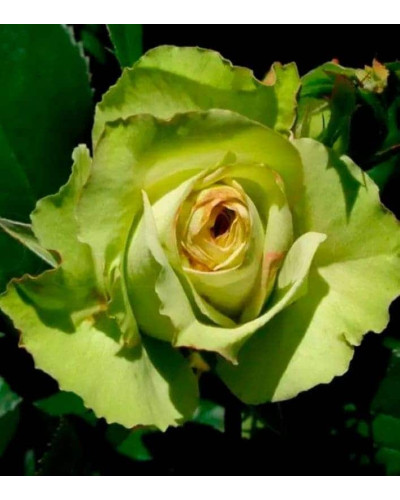 Троянда флорібунда Грін Фешн | Rose floribunda Green Fashion | Роза флорибунда Грин Фешн