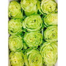 Троянда флорібунда Грін Фешн | Rose floribunda Green Fashion | Роза флорибунда Грин Фешн