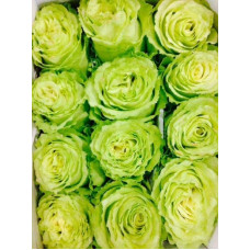Троянда флорібунда Грін Фешн | Rose floribunda Green Fashion | Роза флорибунда Грин Фешн