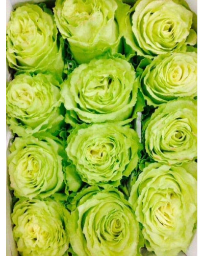 Троянда флорібунда Грін Фешн | Rose floribunda Green Fashion | Роза флорибунда Грин Фешн