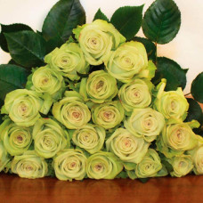 Троянда флорібунда Грін Фешн | Rose floribunda Green Fashion | Роза флорибунда Грин Фешн