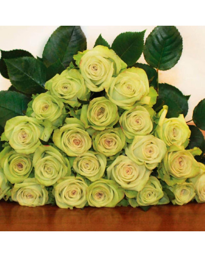 Троянда флорібунда Грін Фешн | Rose floribunda Green Fashion | Роза флорибунда Грин Фешн