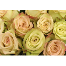 Троянда флорібунда Грін Фешн | Rose floribunda Green Fashion | Роза флорибунда Грин Фешн