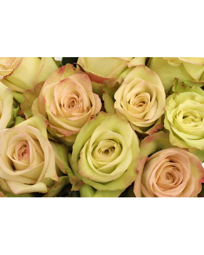 Троянда флорібунда Грін Фешн | Rose floribunda Green Fashion | Роза флорибунда Грин Фешн