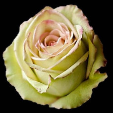 Троянда флорібунда Грін Фешн | Rose floribunda Green Fashion | Роза флорибунда Грин Фешн